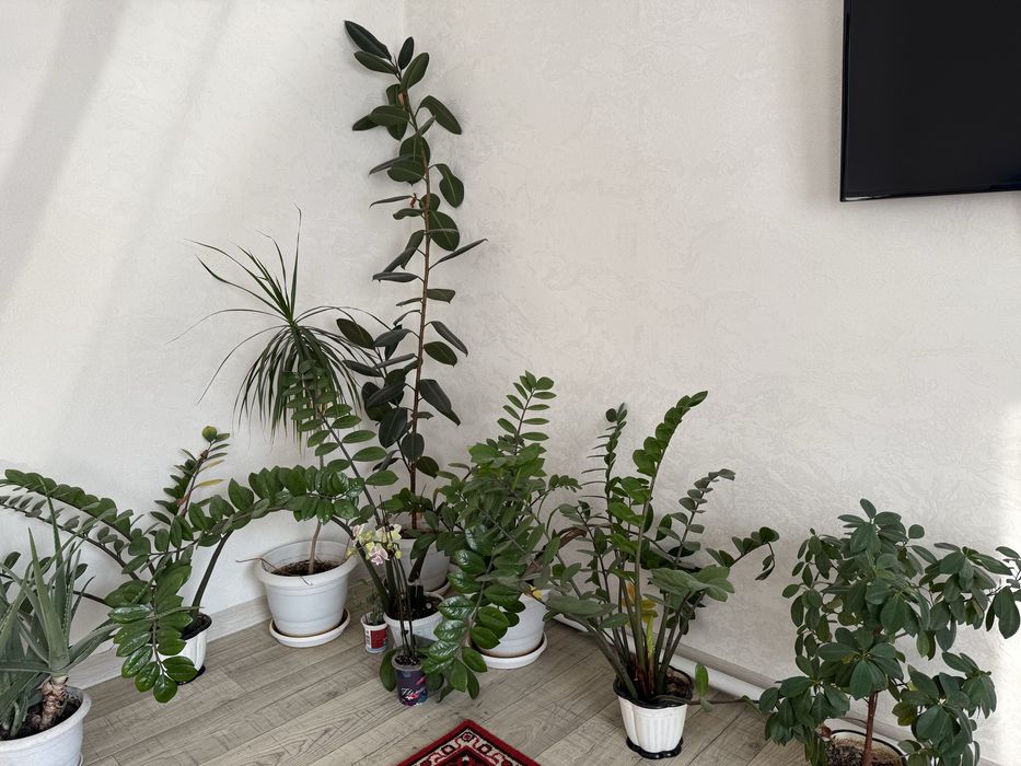 Комнатные цветы фикус доллар, орхидея