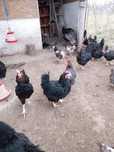 Gaini negre de moravia