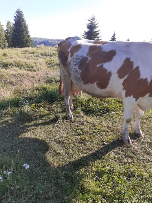 Vaci de vânzare de abator