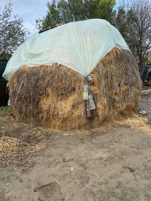 De vânzare lucena uscata lunca Teleorman