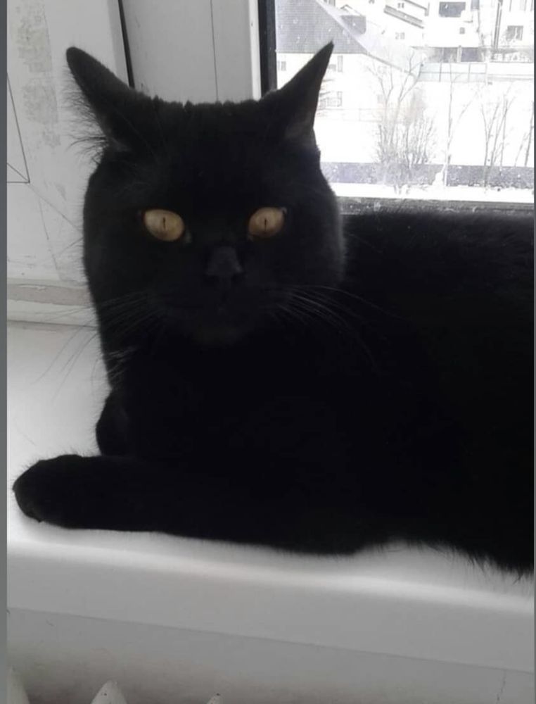 кошка британка в добрые руки