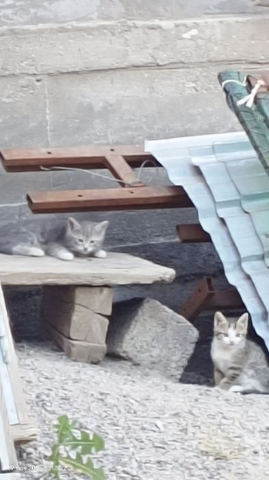 Бесплатно, текин, отдам котят в Ташкенте