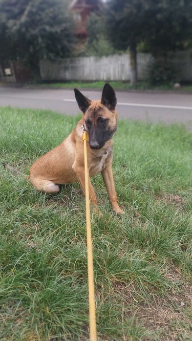 Donez Femela Malinois