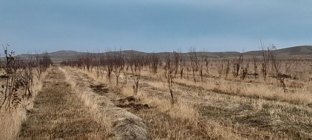 Саженцы, яблоко 3 летки