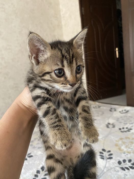 Mushuk bolasi zotli