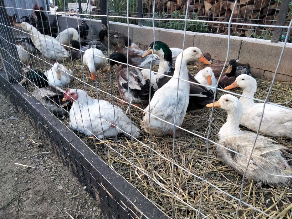 Vând perechi de rațe și ouă