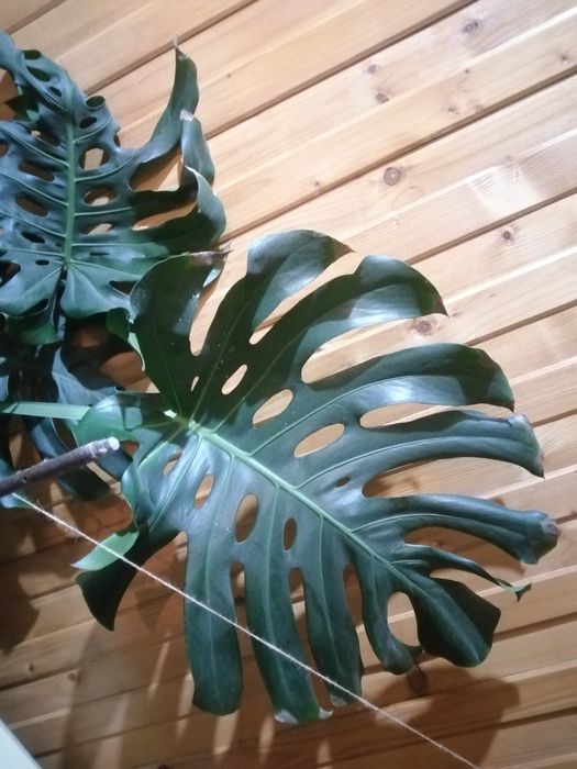 Planta exotica foarte mare(Monstera) și trei ficusi