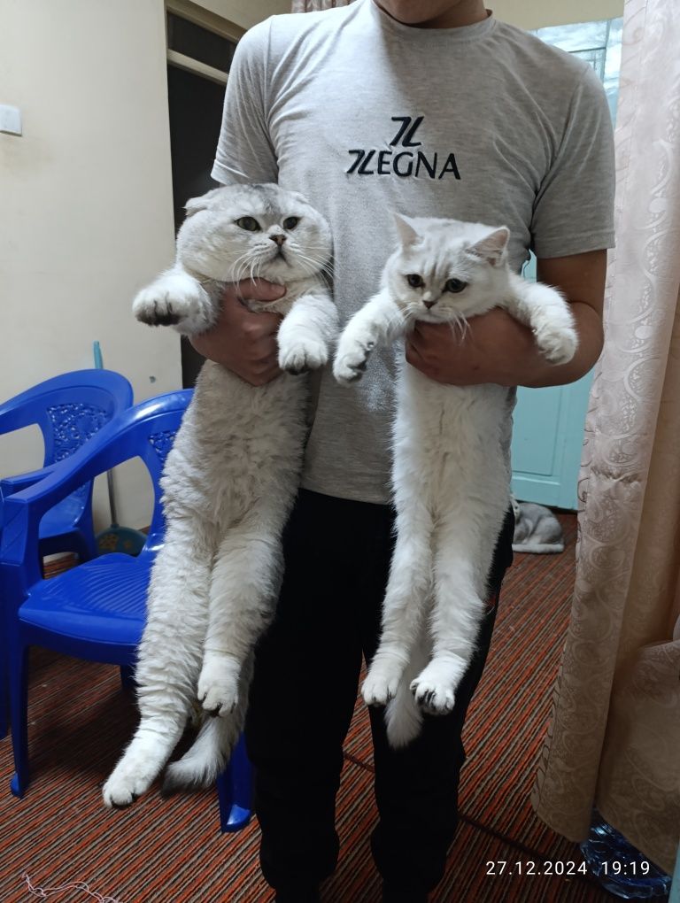 Вяска фолд шадланиский