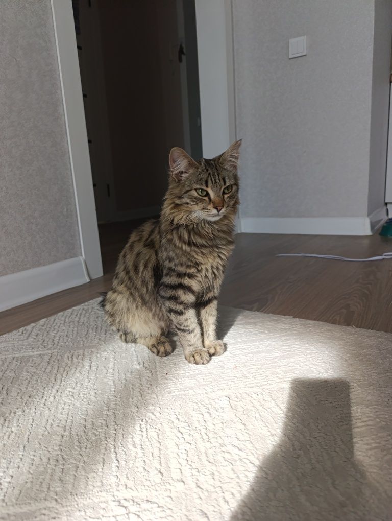 Отдам котенка даром