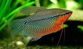 Гурами жемчужный в огранниченном количестве, подростки акваримных рыб