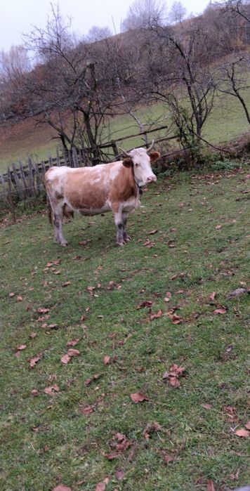 Vând 2 vaci cu lapte