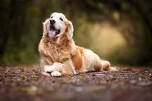 Pet sitting/sitter/ hotel plimbare catei/ dog walking
