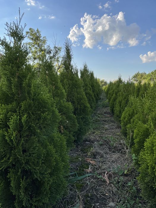 Thuja smaragd 100-120cm