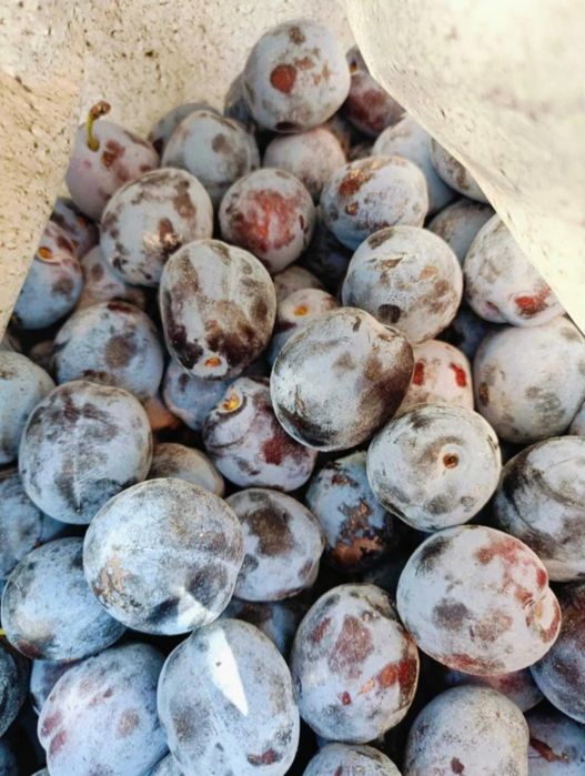 Prune pentru țuică și consum