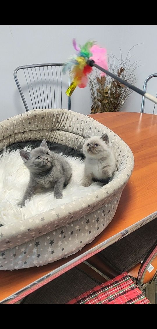 British shorthair