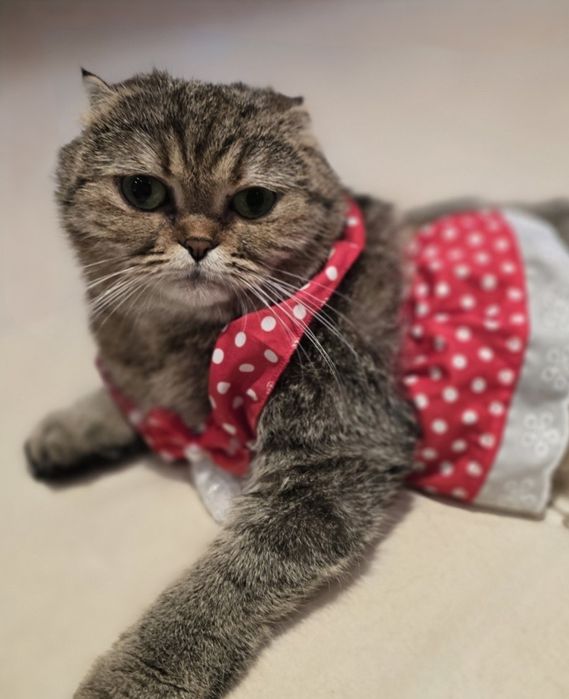 Шотландски клепоухи котенца