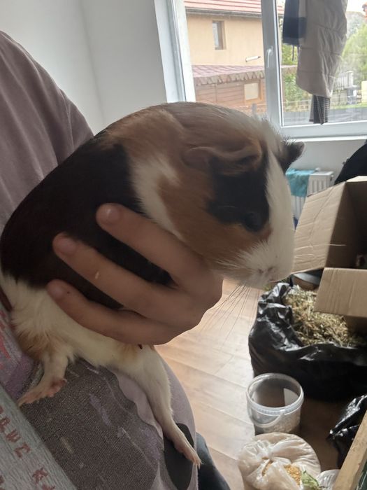 Donez porcusori de guinea