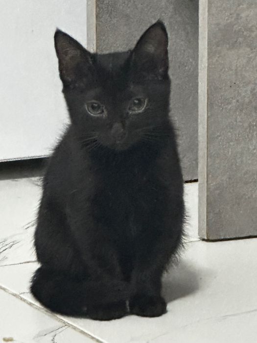 Котенок черно-белая девочка