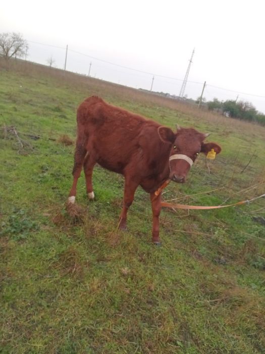 Vand junica varsta 8 luni