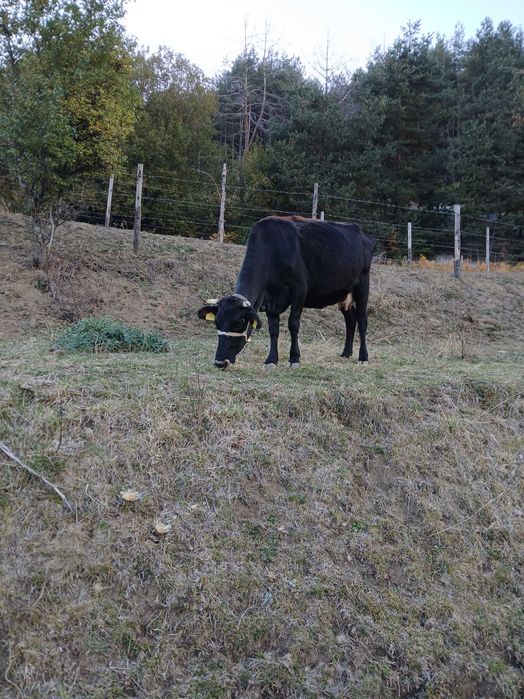 Продавам крави..