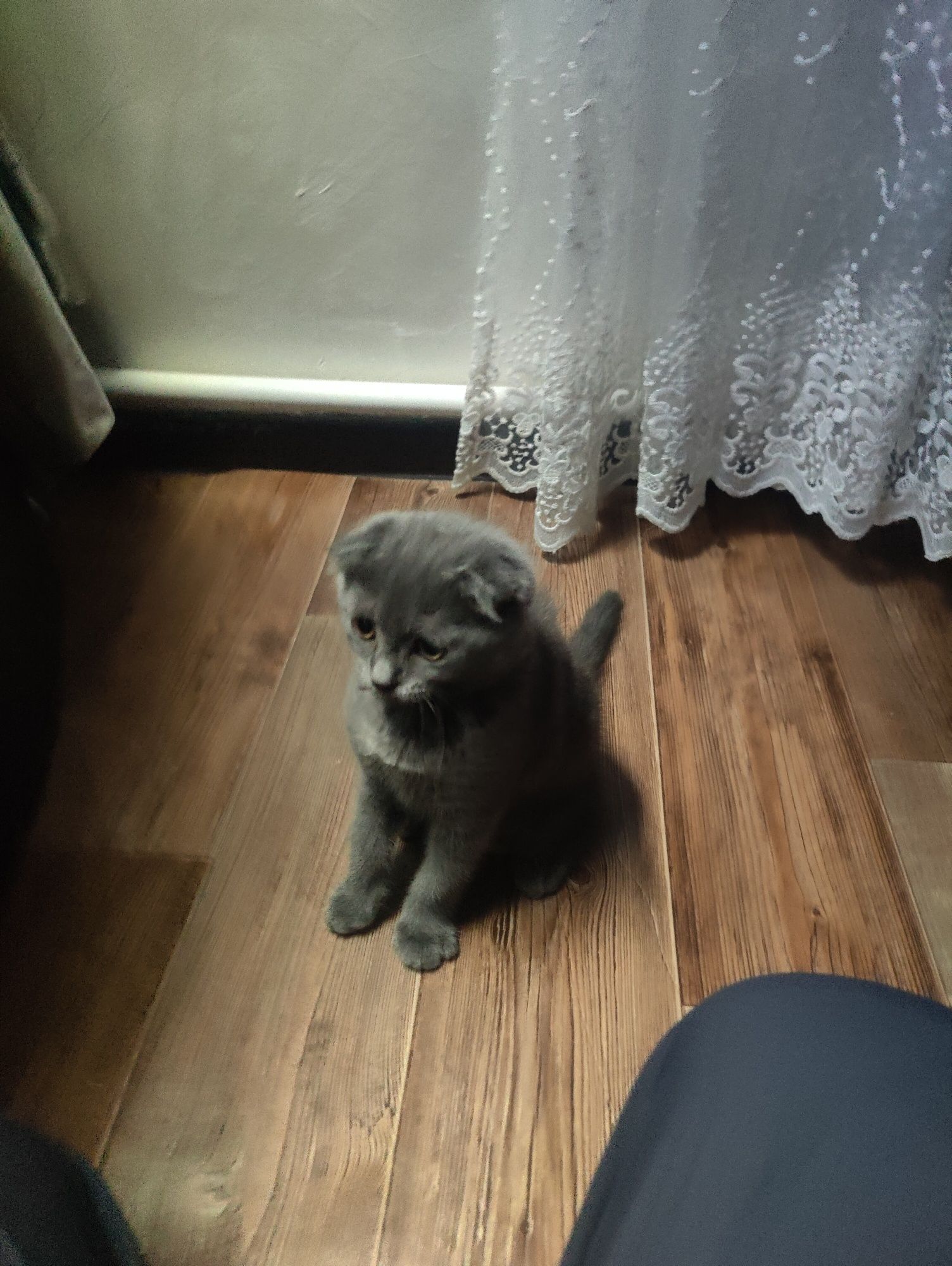 Срочно продаю котенка вислоухи