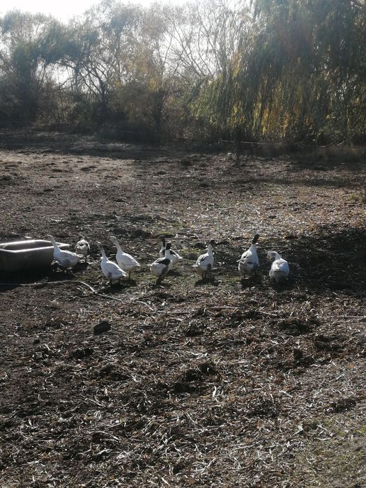 Gâște de vânzare!