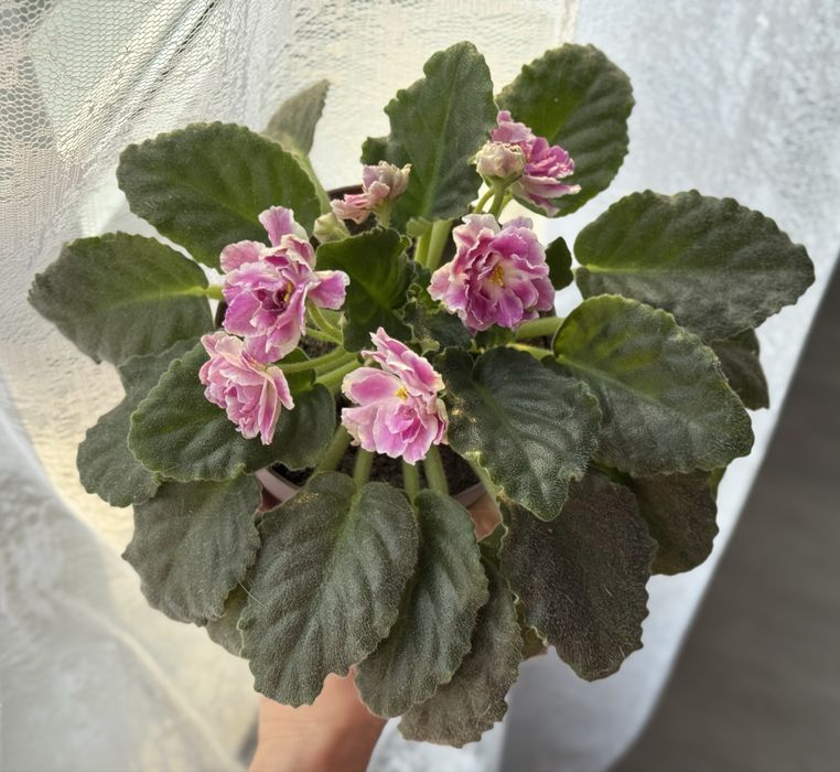 Фиалки, комнатные цветы