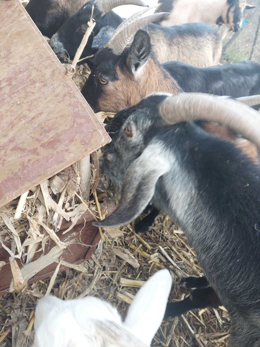 20 de capre metis anglonubian