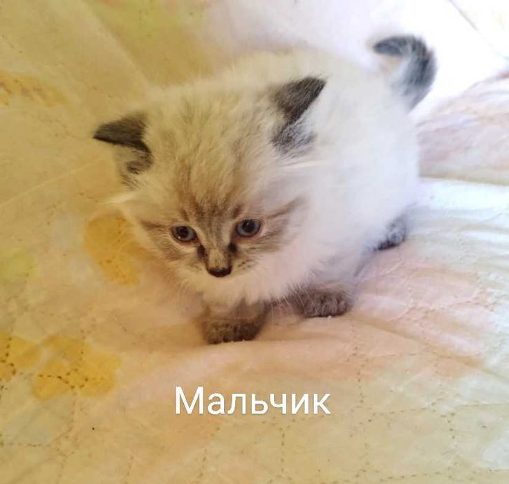 Котята в добрые руки