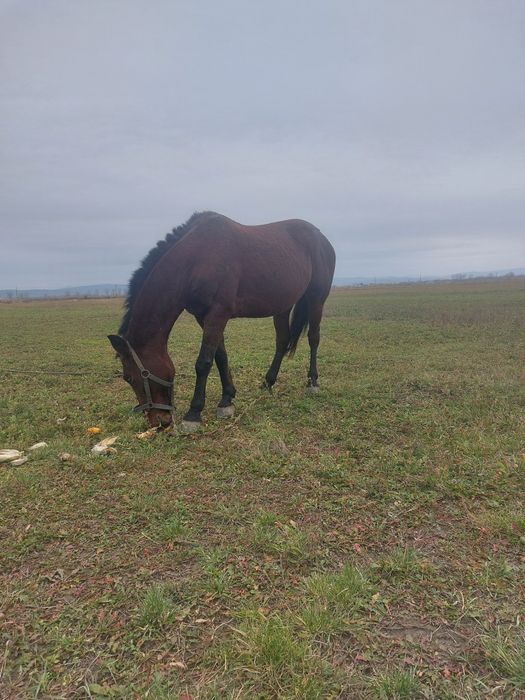 Vand sau schip cu mai mare