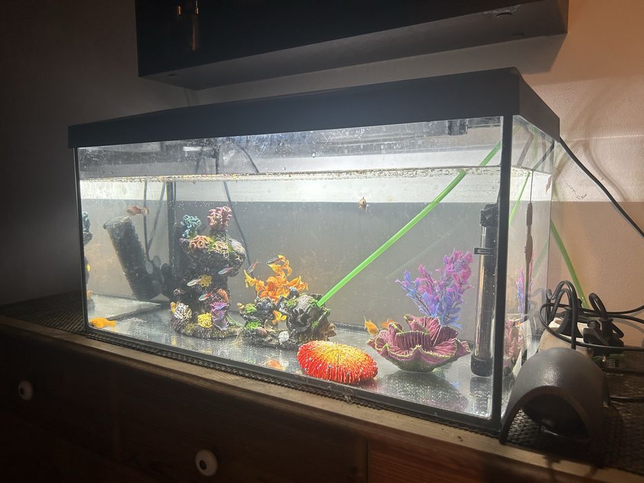 Acvariu Aquael 70L, cu accesorii si pesti