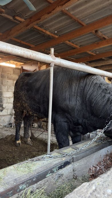 Продается бычок.