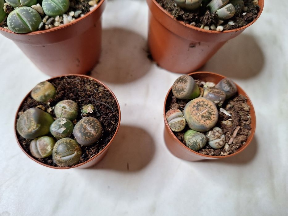 Floare lithops - piatră vie