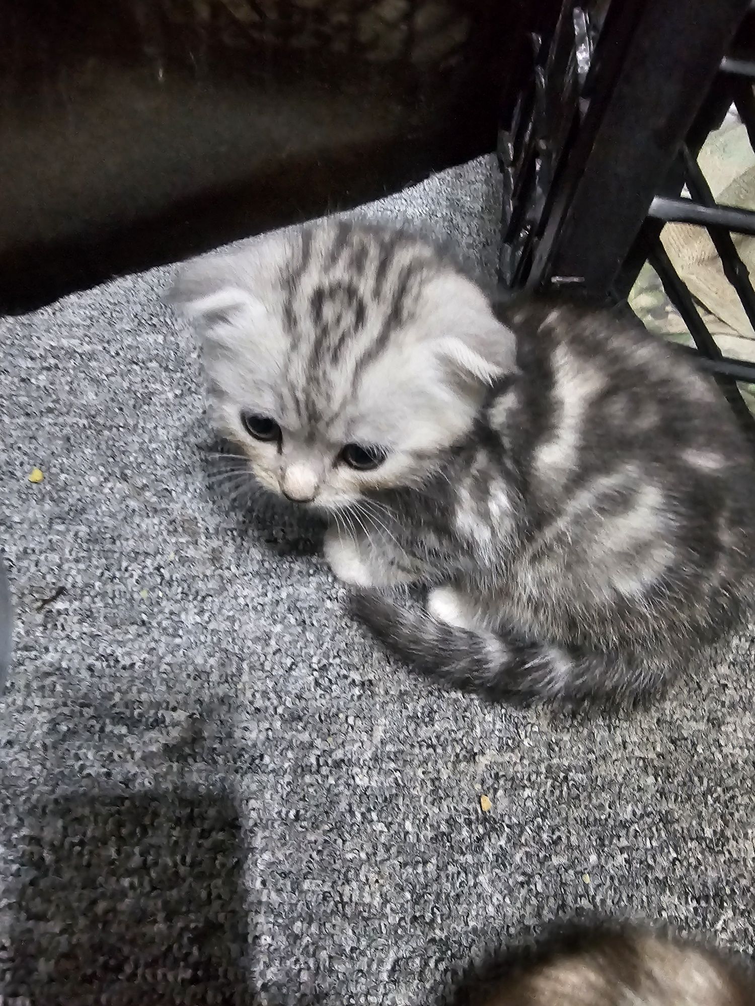 Котёнок вислоухий