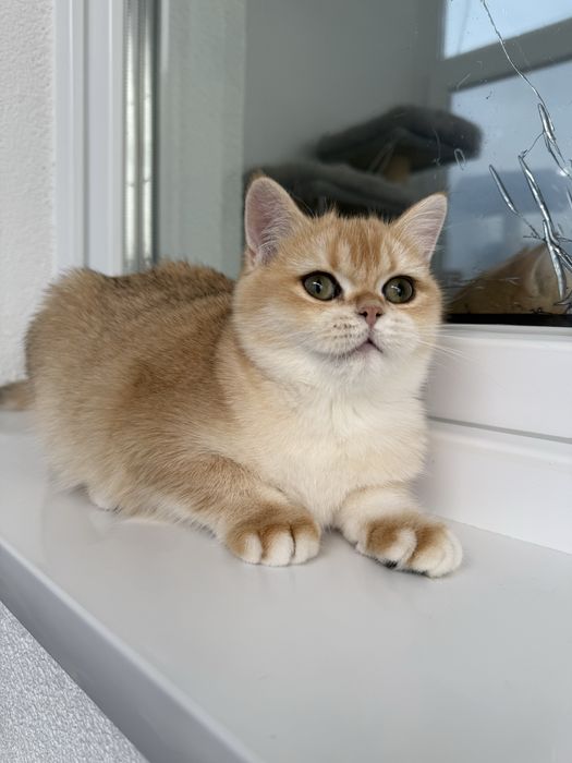 British shorthair golden