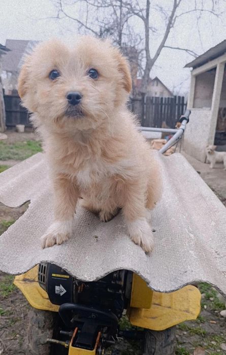 Căței spre adopție