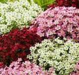 Саксифрага Бяла и Червена 
Saxifraga x arendsii pixi pan red.