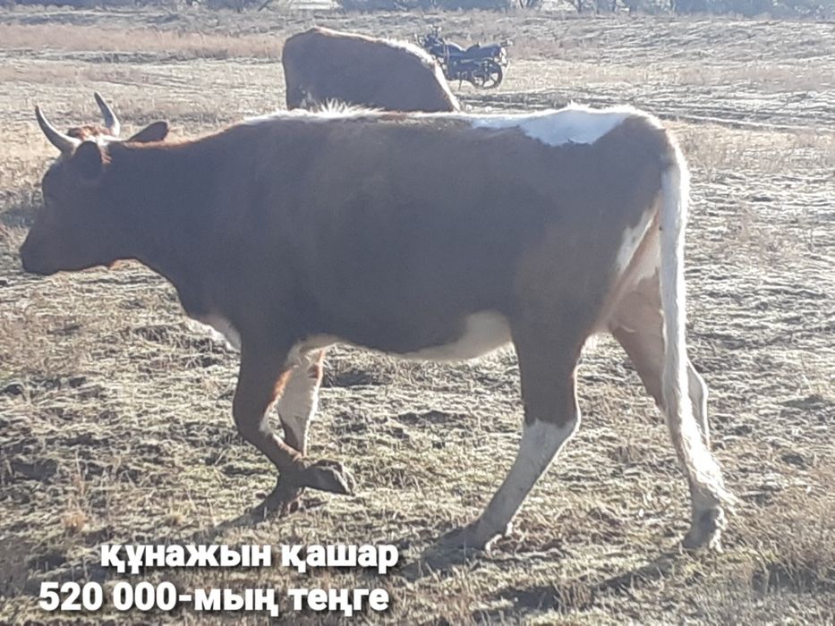 3-бас бар саттық(2-құнажын қашар және 1-сиыр)