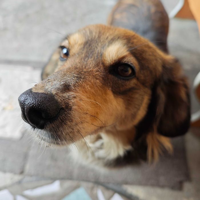 Отдам собаку в добрые руки