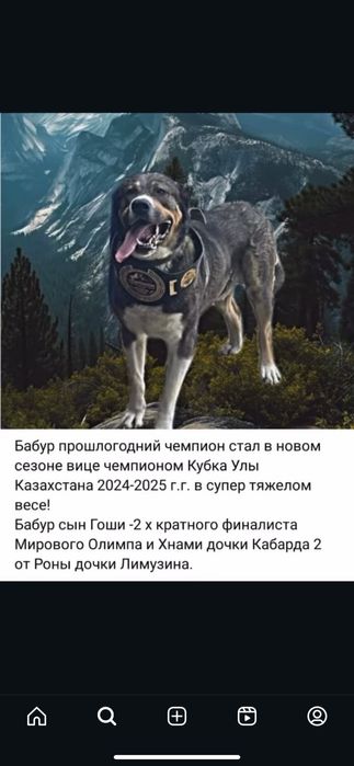 Щенки САО дочки Бабура чемпион Улы Казахстан