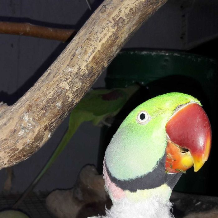 papagal Marele Alexandru