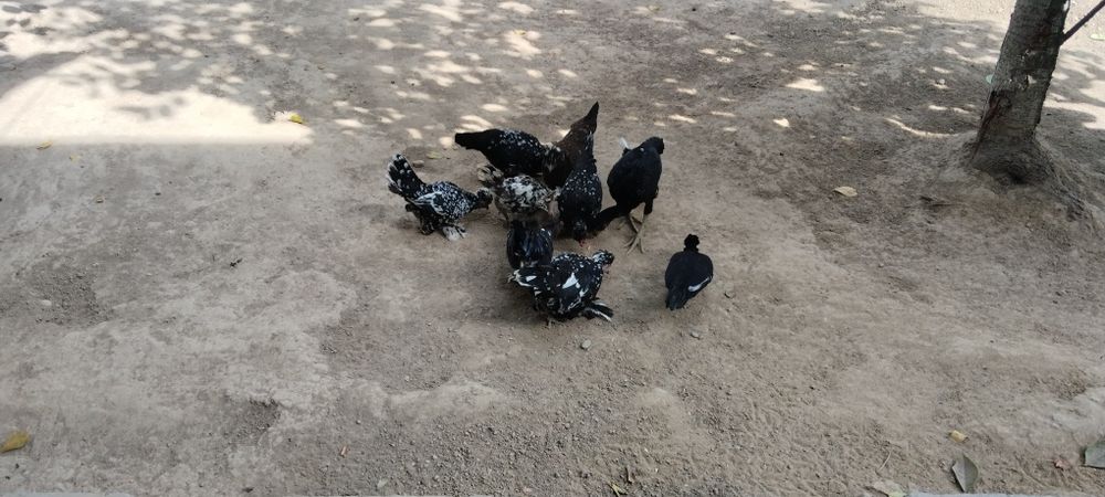 Продам японских курицы 1 петух и курицы 4  или обменяю на дакан циплят