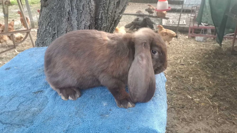 Iepuri berbec german