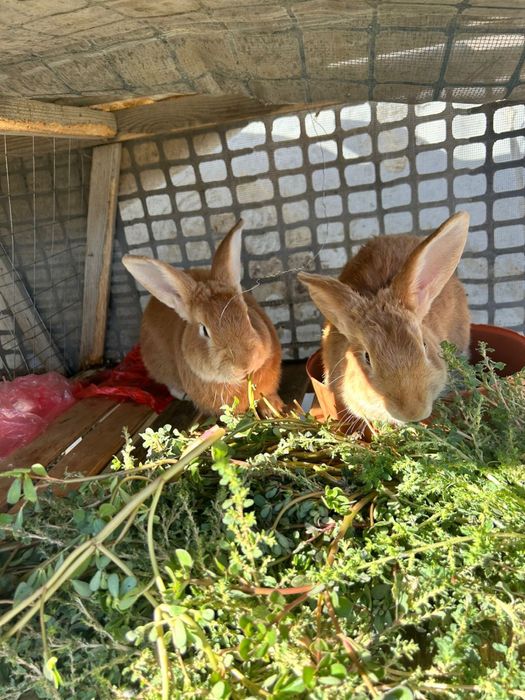 Қоян Сатылады Кулсары Еркек