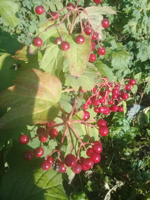 Красная калина