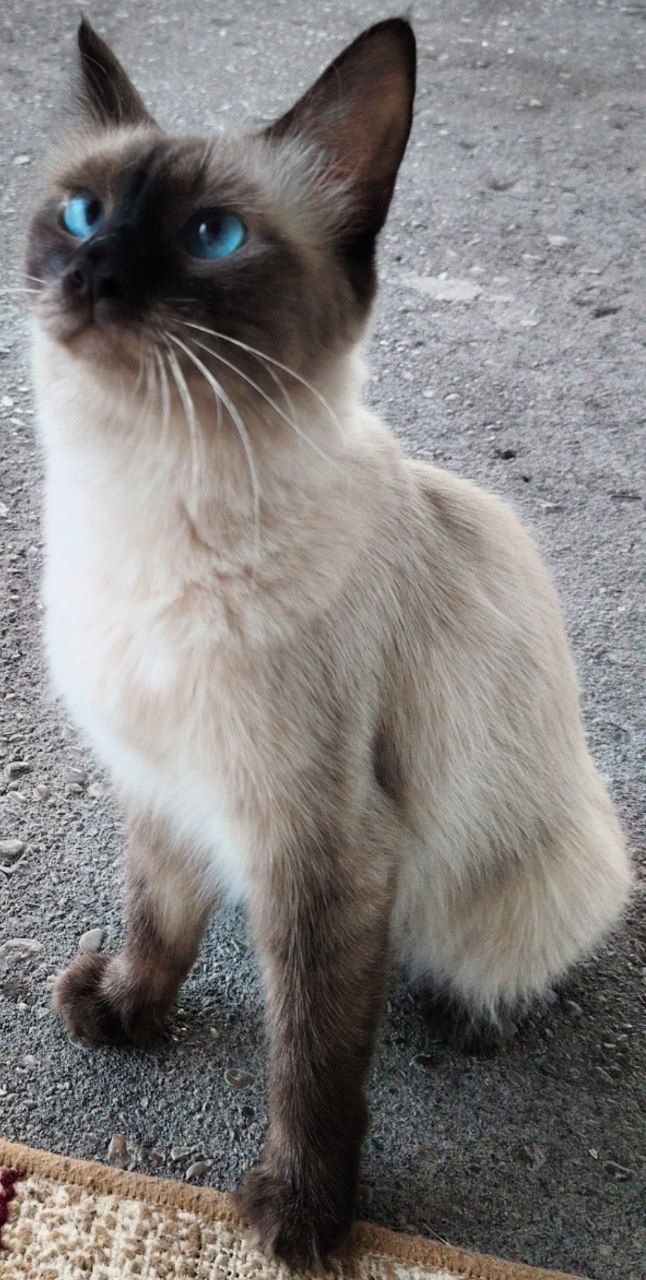 Turechkiy Angora oq va qora rangli