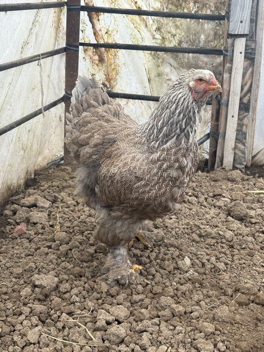 Vand preche de brahma hd inchis