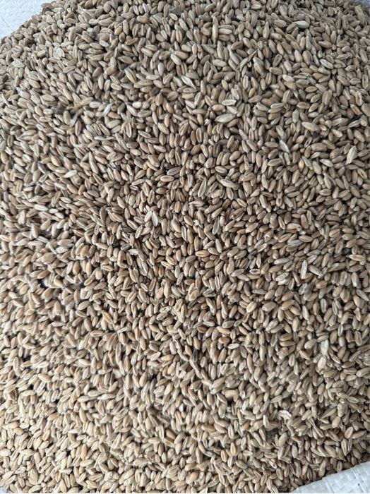 Пшеница , дробленка