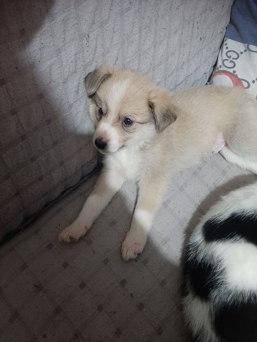 Щеночки в добрые руки