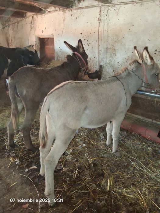 Vand tot ce se vede pret la tel la fiecare imparte